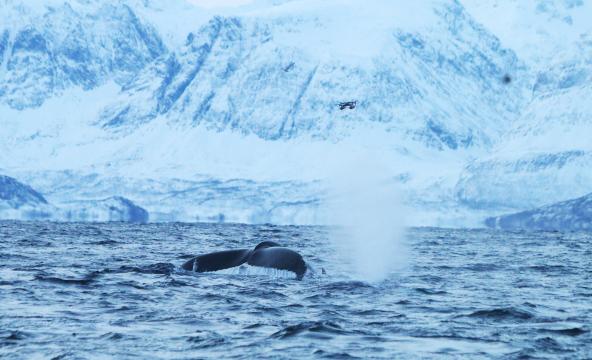 Hval blåser og drone
