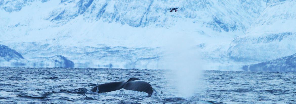 Hval blåser og drone