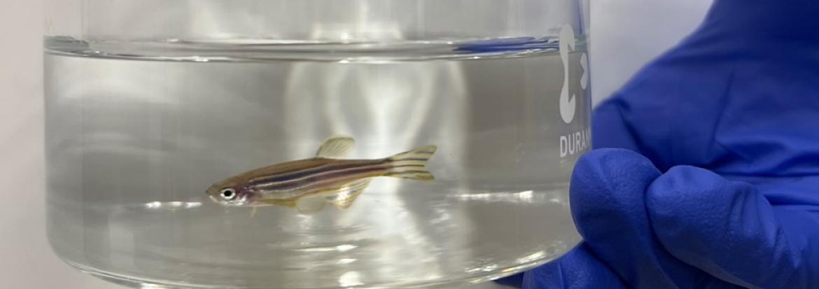 Liten sebrafisk i skål med vann. Foto