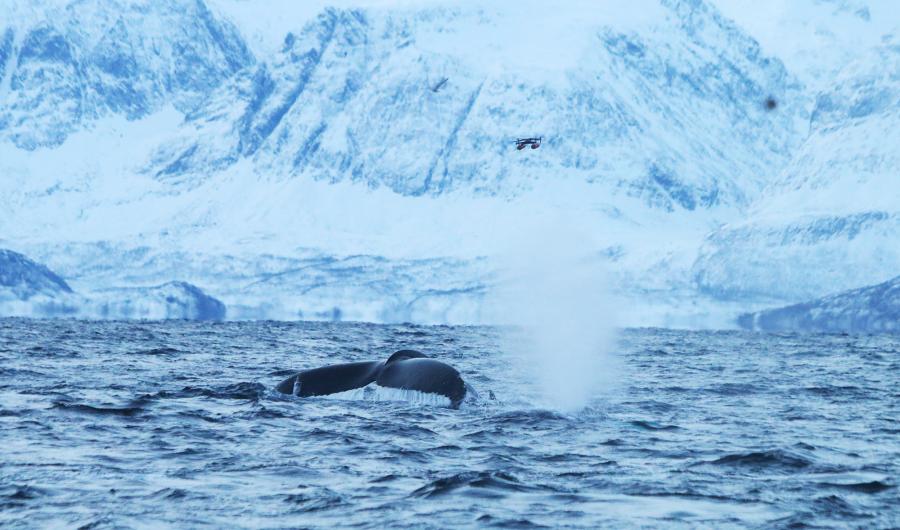 Hval blåser og drone