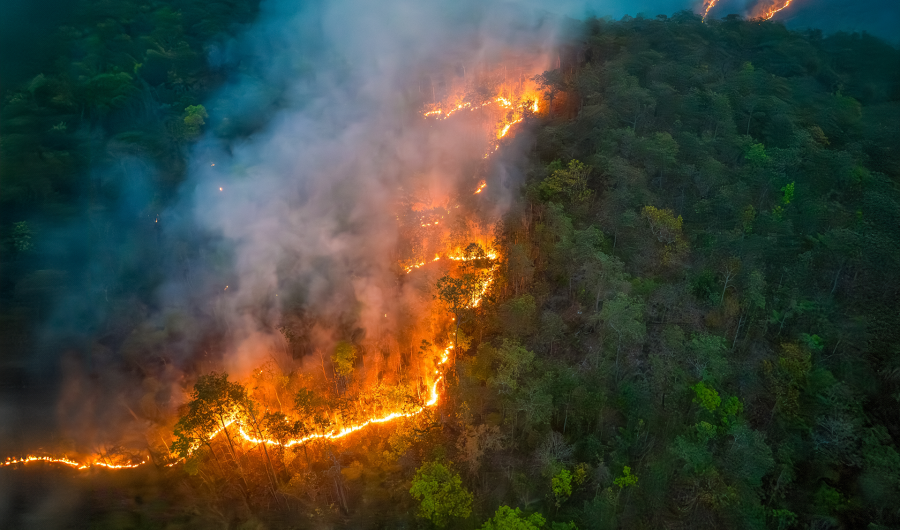 Skogbrann (Shuttersock)
