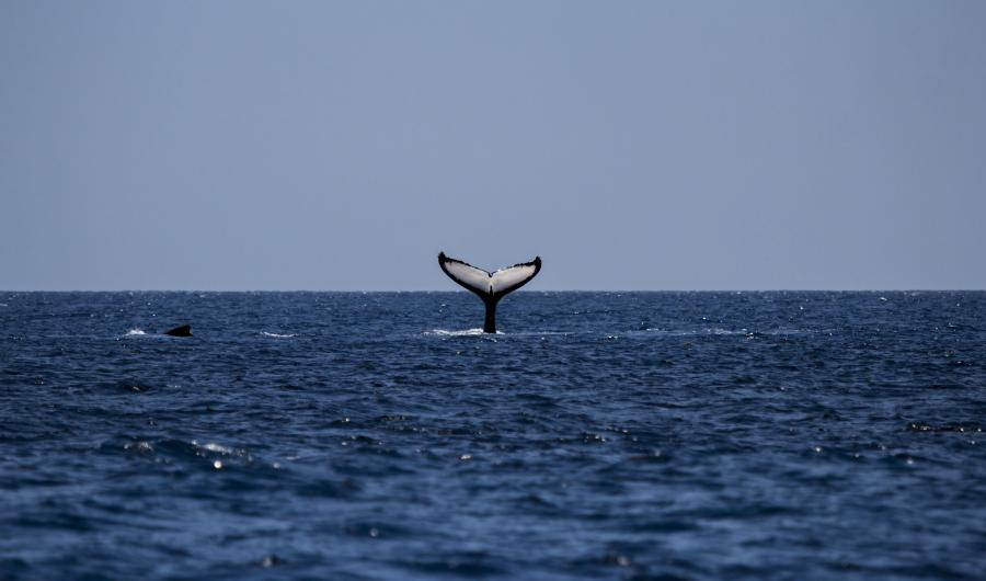 Humpback Whale fin