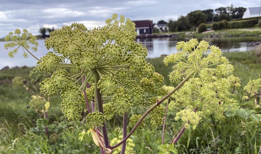 Planten strandkvann.