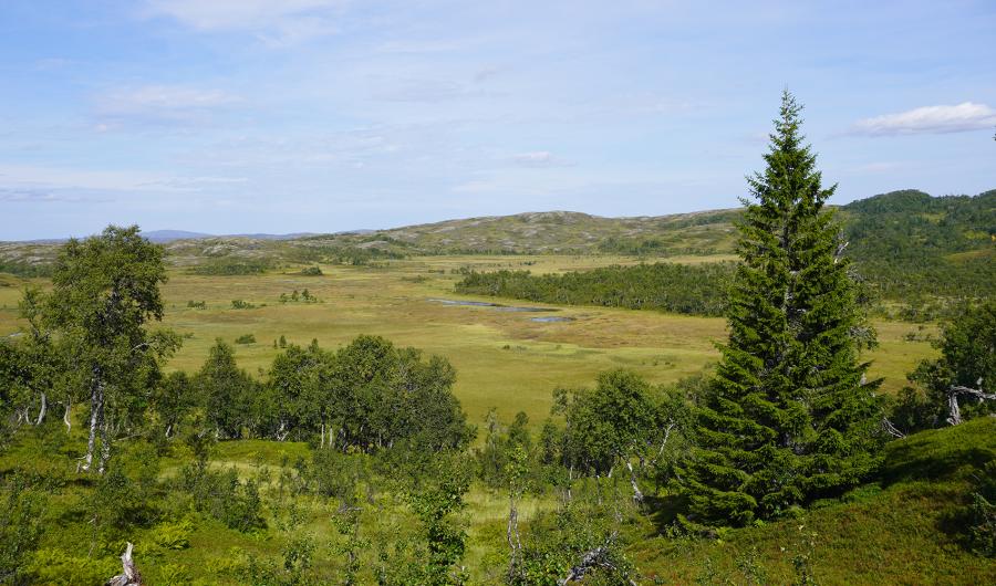 trær og slette med fjell i bakgrunnen