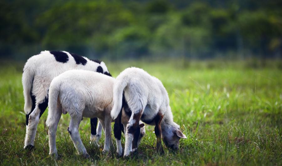 sheep grazing a field