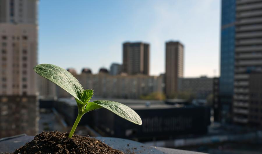 En plante spirer i et bymiljø