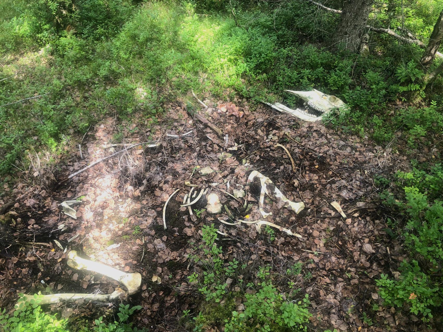 Rester av skjelett fra stort dyr, Foto