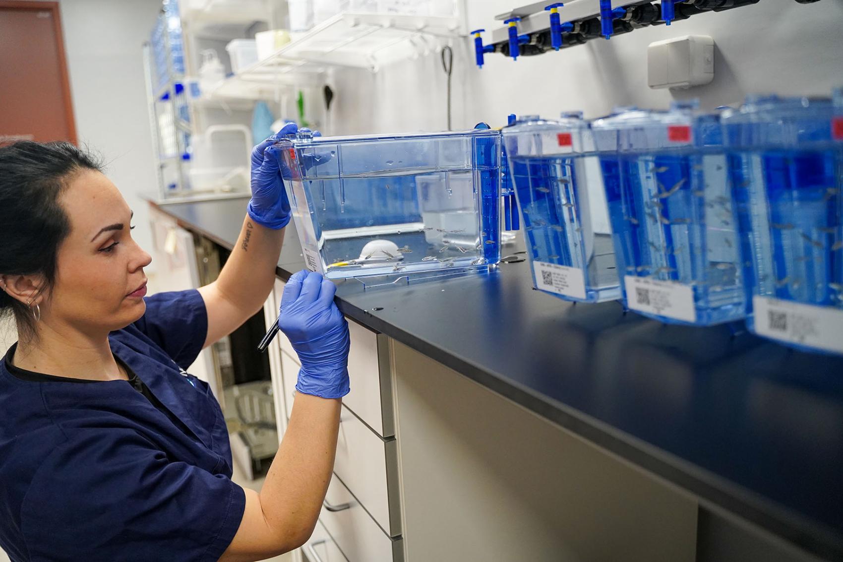 Kvinne på laboratorium som held opp eit lite kar med små fisk i. Foto