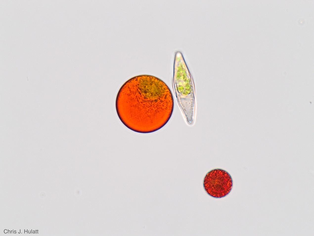 røde alger celler. Foto