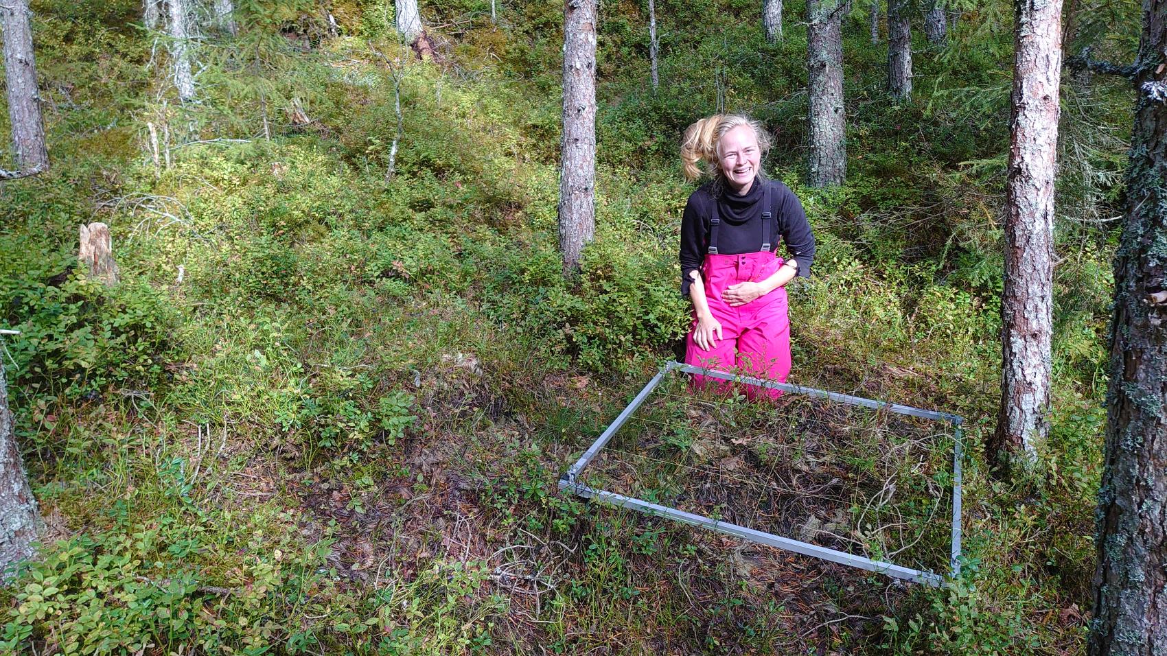 Kvinnelig forsker som sitter på huk i lyngen i en skog. Foto